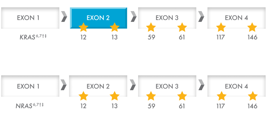 Possible mutations that might occur in KRAS and NRAS genes in patients with metastatic colorectal cancer. Mutations may occur at codons 12 and 13 (exon 2), codons 59 and 61 (exon 3), and codons 117 and 146 (exon 4) of both KRAS and NRAS.