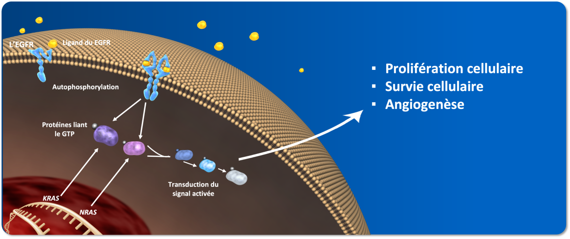 Les gènes KRAS et NRAS codent pour de petites protéines liant le GTP impliquées dans la transduction des signaux. Divers stimuli, y compris celui de l’EGFR, activent le KRAS et le NRAS, qui à leur tour stimulent d’autres protéines intracellulaires pour favoriser la prolifération et la survie des cellules, ainsi que l’angiogenèse1. 
