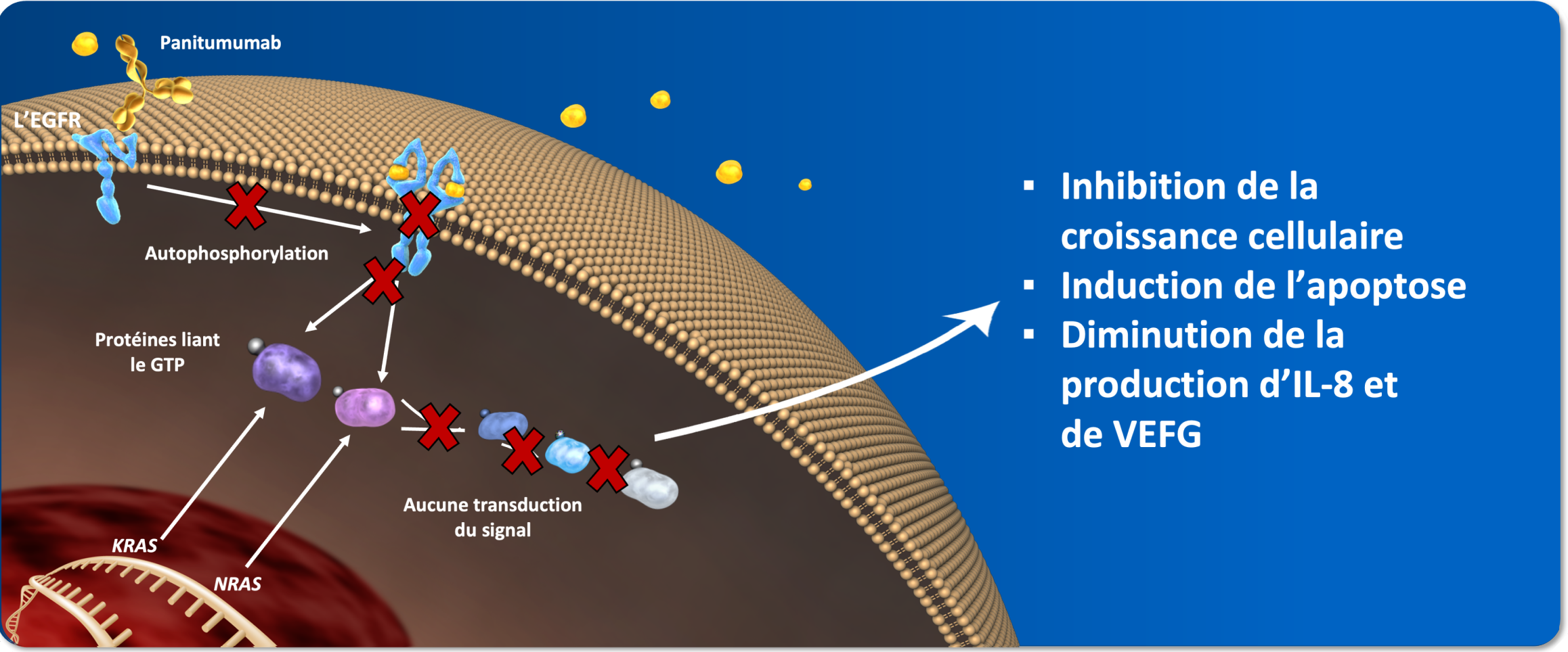Le panitumumab se lie au domaine de liaison du ligand de l’EGFR et inhibe de manière compétitive l’autophosphorylation du récepteur induite par tous les ligands connus de l’EGFR1
