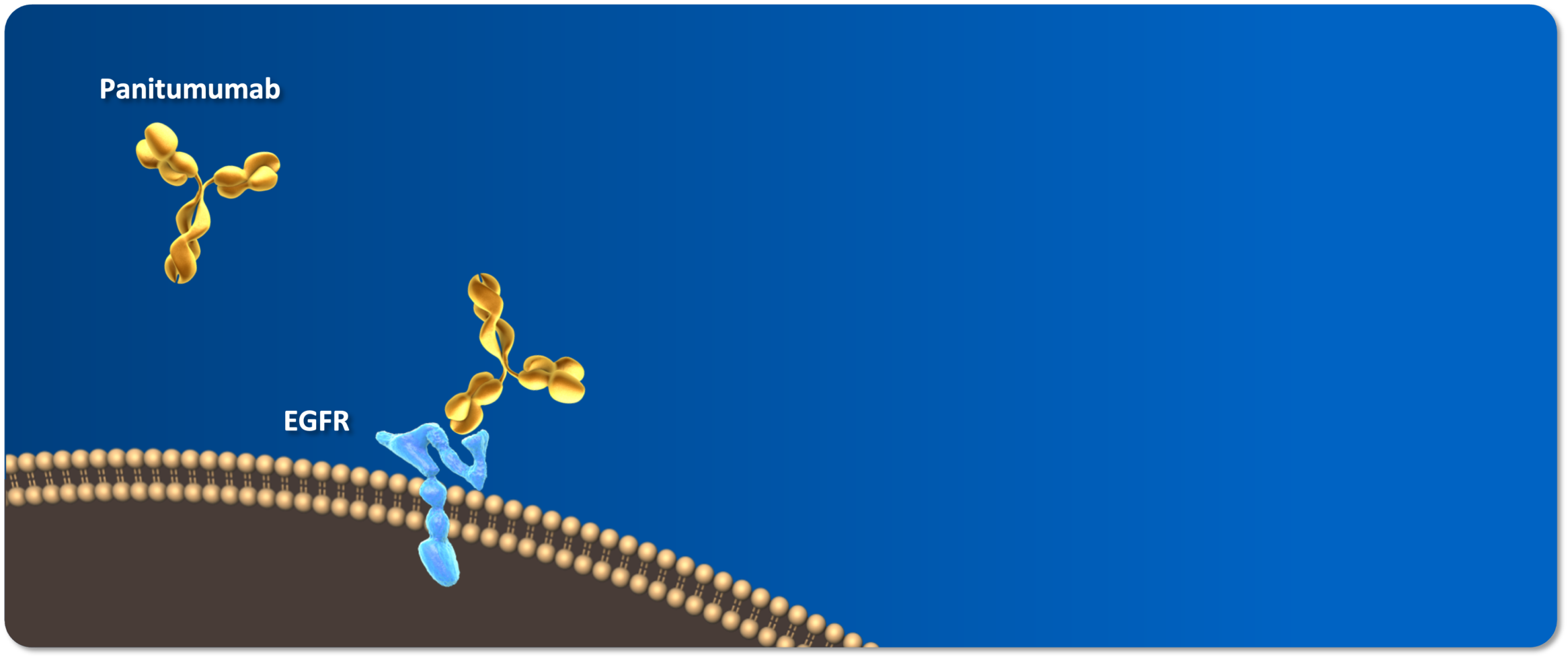 Panitumumab, a fully human IgG2 monoclonal antibody, binding to EGFR expressed on the cell surface.1