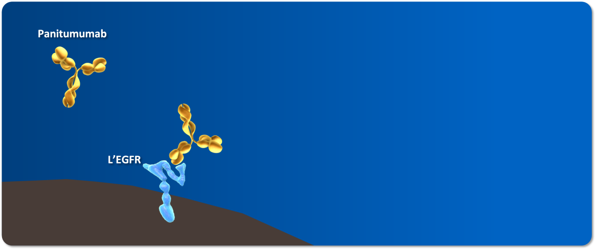 Le panitumumab est un anticorps monoclonal IgG2 entièrement humain qui se lie à l’EGFR exprimé à la surface des cellules. 1 